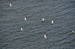 Gannets