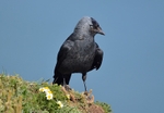 Jackdaw