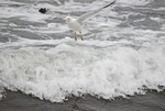 Common Gull