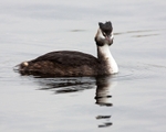 Gt Crested Grebe portfolio