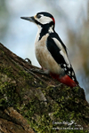Gt Spotted Woodpecker M 140116 6