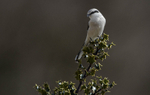 Female Northern Grey Shrike.