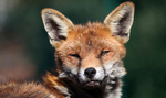 Urban fox portrait in Urban environment in Bristol - 0019