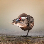 British Birds (square format) portfolio