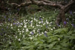 Spring Carpet 1