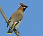 Waxwing