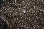 Into the world of Gannets, Saltee Island, County Wexford, Ireland.