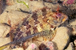 Parablennius gattorugine