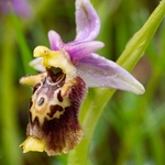 Apennine Late Spider orchid (Ophrys dinarica also Ophrys fuciflora ssp dinarica).