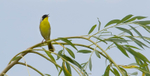 Common Yellowthroat male 