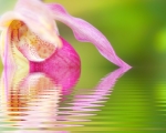 Brasilian Orchid Reflection