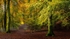 The-Perfect-Autumn-path