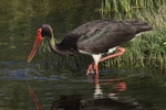 Black Stork