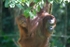 Wild orangutans (Pongo) Borneo_015