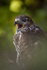 COMMON BUZZARD