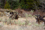 The Queen of Pligrim Creek_6002 399 GTNP 2016