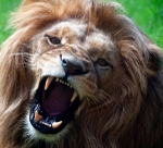 Roar ! - Angola Lion