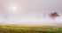 Misty dawn Marlfield