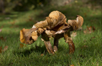 Fungi, Cholmondeley Castle, Cheshire