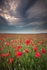 ab566 Poppies under stormy skies