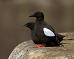 A pair of Black Guillemots sitting on the Marina wall at Ardrossan
