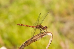 Common Darter Pleasley Derbyshire 26th July 2014