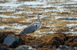 Grey Heron
