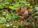 Red Squirrel