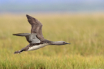 Low-flying Red-throated Diver, Floi, Iceland