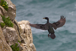 Shag about to land on a cliff ledge at Durlston