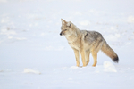 Coyote detects prey in snow, Yellowstone National Park