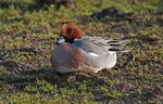 Wigeon