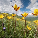 Wild Tulips (Tulipa sylvestris subsp autralis.  also T. australis) 