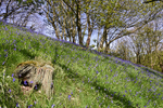 Bluebell_wood_ACP_3654