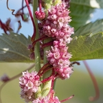 Greater dodder [ Cuscuta europaea) also European dodder,