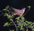 Cuckoo