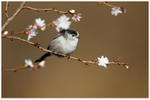 Long-tailed Tit amongst Winter Blossom 