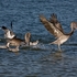 Pelican-landing-1-0659