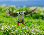 Backlit shot of Puffin landing, Farne Islands