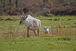 Reindeer