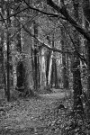 JamesGarden2310-12bw