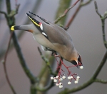 Waxwing