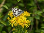 Marbled White