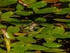 Edible Frog