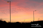 Starling Mumeration 170213 57