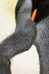King Penguin flipper feathers, close view, Saunders Island, Falklands