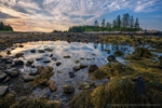 Schoodic Tidal Pools