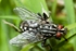 Flesh Fly