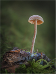 Delicate balance