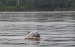 Tucuxi, grey delphin
